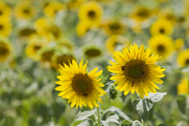 Italien, Toskana, Sonnenblumen, Nahaufnahme - FOF01227