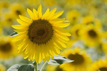 Italy, Tuscany, Sunflowers, close up - FOF01226