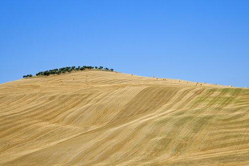 Italien, Toskana, Abgeerntetes Maisfeld, Strohballen im Hintergrund - FOF01225