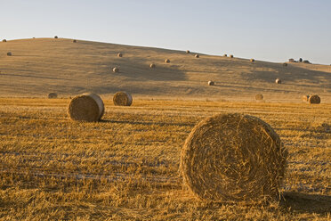 Italy, Tuscany, Corn field with bales of straw - FOF01221