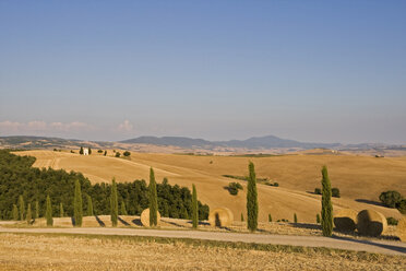 Italien, Toskana, Val d'Orcia, Allee in hügeliger Landschaft - FOF01218