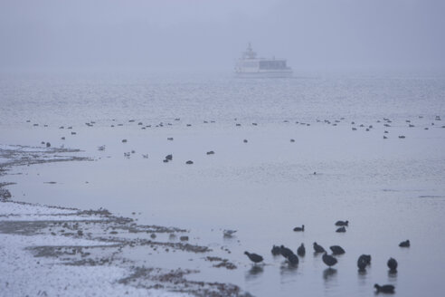 Deutschland, Bayern, Chiemsee, Vögel am Ufer, Ausflugsboot im Hintergrund - FFF01041