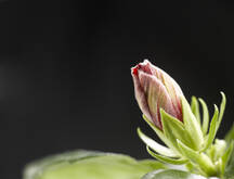 1,167,400+ Flower Bud Stock Photos, Pictures & Royalty-Free Images