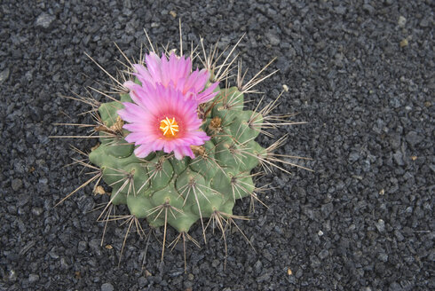 Spanien, Lanzarote, Kaktus (Echinocactus) in voller Blüte, Blick von oben - UMF00282