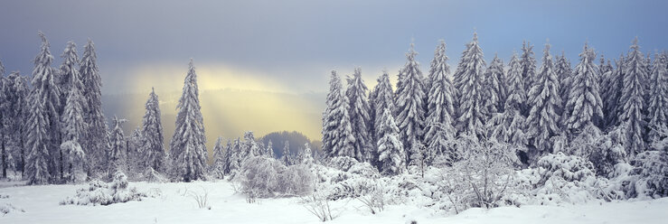 Deutschland, Baden-Württemberg, Schwarzwald, Schneelandschaft - SHF00282