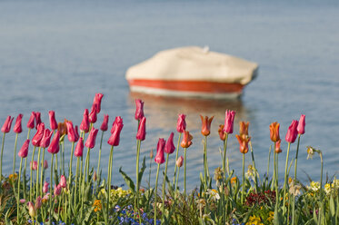 Deutschland, Baden-Württemberg, Tulpen am Wasser - SHF00268