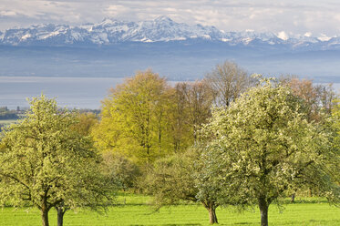 Germany, Baden-Württemberg, Markdorf, Fruit trees abloom - SHF00253