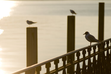 Deutschland, Konstanz, Bodensee, Möwen in der Morgendämmerung - SHF00252