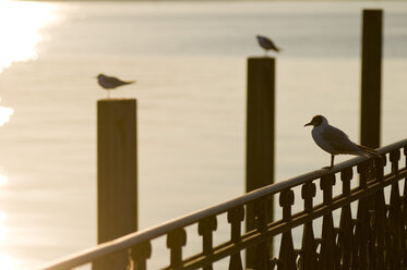 Germany, Constance, Lake Constance, Seagulls at dawn - SHF00252