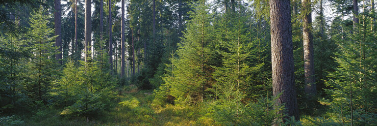 Germany, Baden-Württemberg, Schwarzwald, Coniferous forest - SH00314