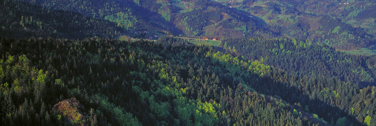 Germany, Baden-Württemberg, Schwarzwald, Ottenhöfen Woodland - SH00304