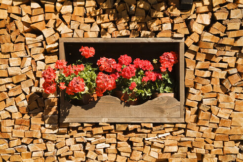 Stapel von Holzscheiten, Blumenkasten mit Geranienblüten, Vollbild - GWF00939