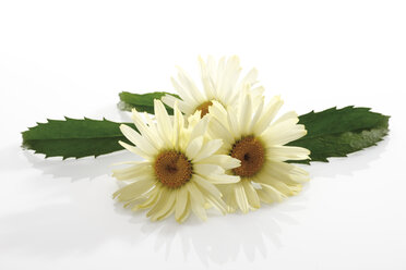 Margeriten (Leucanthemum maximum) - 10132CS-U