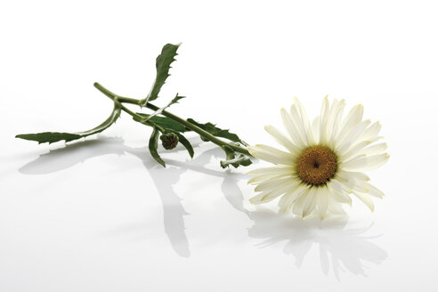 Margerite (Leucanthemum maximum) - 10131CS-U