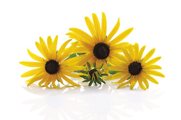 Kegelblumen (Rudbeckia fulgida) - 10130CS-U