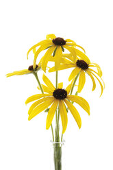 Kegelblumen (Rudbeckia fulgida), Nahaufnahme - 10126CS-U