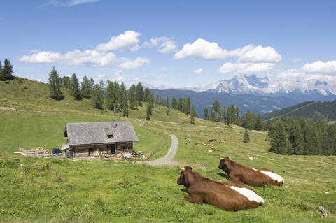 Austria, Salzburger Land, Cattle resting on mountain pasture stock photo