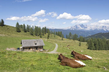 Österreich, Salzburger Land, Rinder auf der Weide - HHF02809