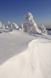 Deutschland, Sachsen-Anhalt, Schneebedeckte Bäume - RUEF00084