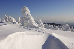 Deutschland, Sachsen-Anhalt, Schneebedeckte Bäume - RUEF00083