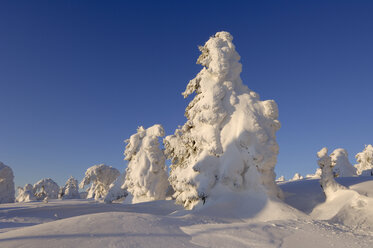 Germany, Saxony-Anhalt, Snowcapped trees - RUEF00082