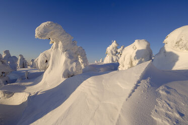 Germany, Saxony-Anhalt, Snowcapped trees - RUEF00081