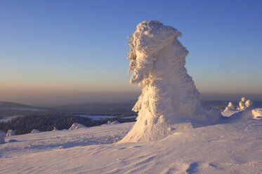 Deutschland, Sachsen-Anhalt, Schneebedeckte Bäume - RUEF00080