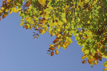 Rotbuche (Fagus sylvatica), Blätter gegen blauen Himmel - RUEF00079