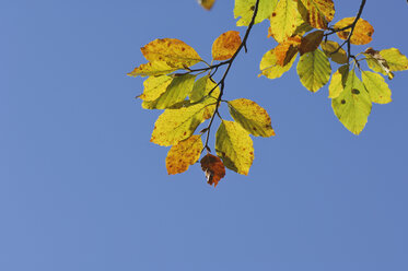 Rotbuche (Fagus sylvatica), Blätter gegen blauen Himmel - RUEF00078