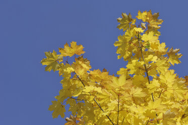 Spitzahorn (Acer platanoides), Blätter gegen blauen Himmel, Nahaufnahme - RUEF00076