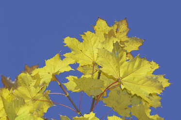 Spitzahorn (Acer platanoides), Blätter gegen blauen Himmel, Nahaufnahme - RUEF00075