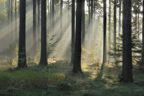 Germany, Saxony, Misty forest - RUEF00073