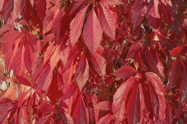 Virginia Creeper (Parthenocissus tricuspidata), full frame, close-up - RUEF00072