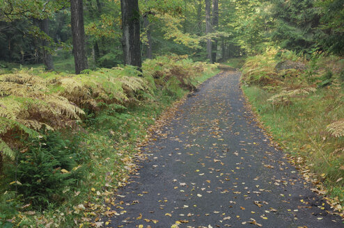 Deutschland, Bayern, Weg im Wald - RUEF00069