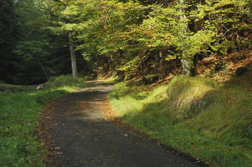 Deutschland, Bayern, Weg im Wald - RUEF00068