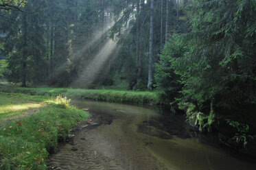 Deutschland, Bayern, Kirnitzschtal, Wald - RUEF00066