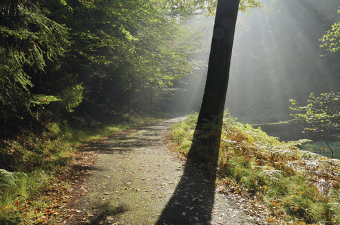 Deutschland, Bayern, Kirnitzschtal, Weg durch den Herbstwald - RUEF00065