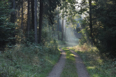 Deutschland, Bayern, Weg durch den Wald - RUEF00055