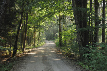 Deutschland, Bayern, Weg durch den Wald - RUEF00051