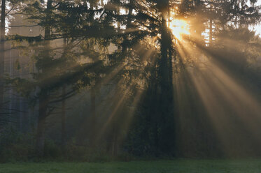 Deutschland, Bayern, Sonnenstrahlen im Wald - RUEF00050