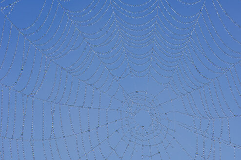 Spinnennetz mit Tautropfen gegen blauen Himmel - RUEF00049