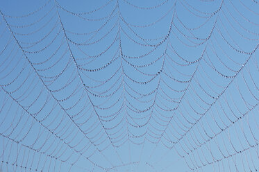 Spinnennetz mit Tautropfen gegen blauen Himmel - RUEF00048