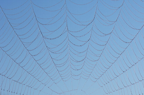 Spider web with dew drops against blue sky - RUEF00048