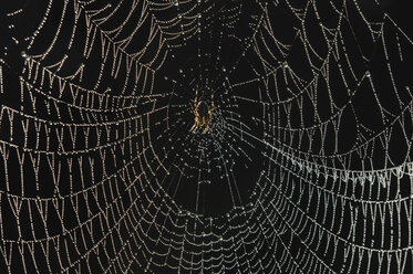 Gartenkreuzspinne (Araneus diadematus) auf einem Netz sitzend - RUEF00046