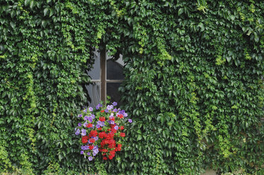 Deutschland, Bayern, Fenster mit Blumen und Efeu, Nahaufnahme - RUEF00044