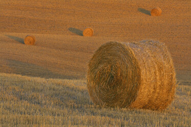 Italy, Tuscany, Bales of straw on corn field - RUEF00043