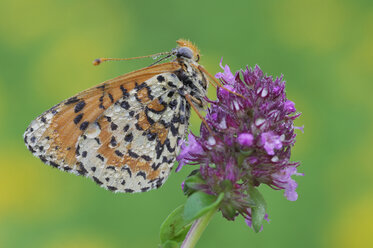 Gefleckter Perlmutterfalter (Melitaea didyma) auf Blüte - RUEF00022