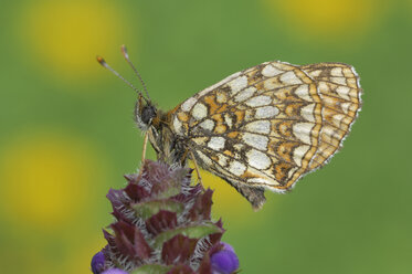 Heath Fritillary butterfly (Mellicta athalia) on flower - RUEF00021