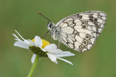 Schachbrettfalter (Melanargia galathea) auf Blüte - RUEF00019