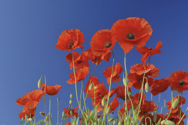 Deutschland, Bayern, Roter Mohn (Papaver rhoeas) in Blumenwiese - RUEF00018